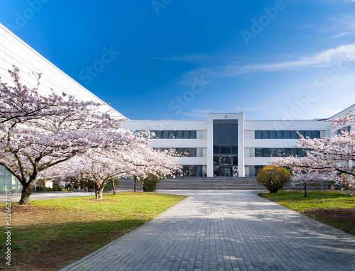 桜と学校 photo