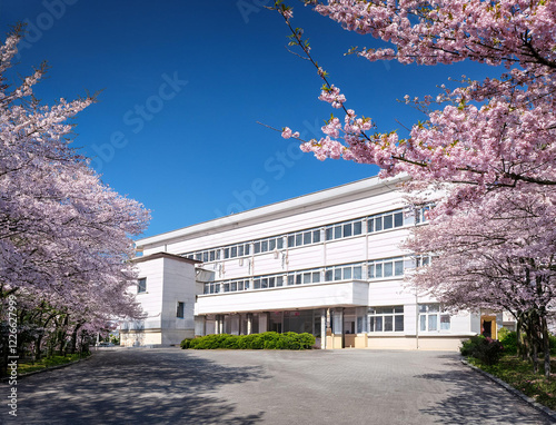 桜と学校