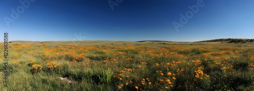 An open field of wildflowers under a clear blue sky with no one around