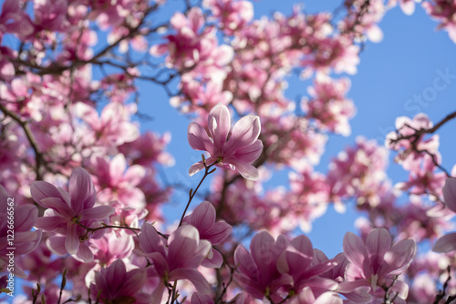 Fototapeta Naklejka Na Ścianę i Meble -  Magnolia pink blossom tree flowers, close up branch, outdoor. Blossom magnolia flower.