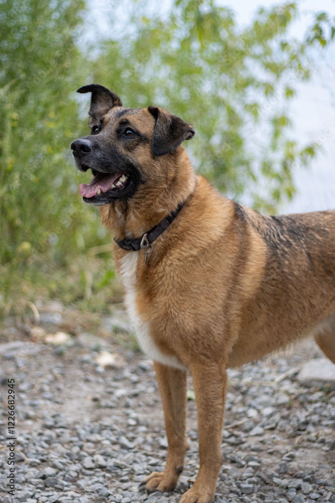Dog standing on beach with ear cocked and foliage behind Dog standing on beach with ear cocked and foliage behind