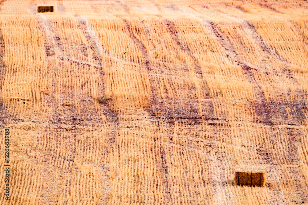 Naklejka premium Two Bales of straw in a stubble field in Carrizosa