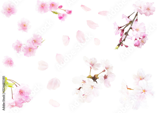 春の花のイラスト素材セット（桜3）