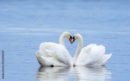Fototapeta Naklejka Na Ścianę i Meble -  Pair of cute, white, mute swans make lovely heart posture.