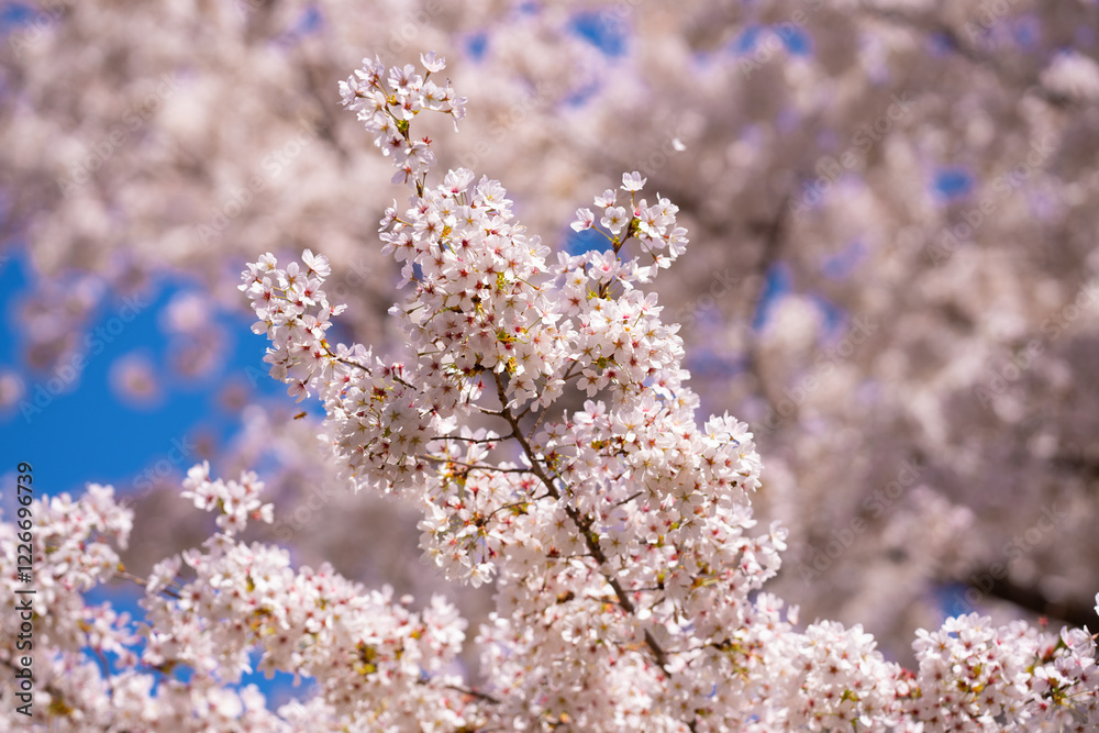 Spring cherry blossom with blue sky background. White cherry flowers on spring time. Close up photo of white blossoming cherry tree branch. White flowers of the cherry blossoms on a spring day. Spring cherry blossom with blue sky background. White cherry flowers on spring time. Close up photo of white blossoming cherry tree branch. White flowers of the cherry blossoms on a spring day.