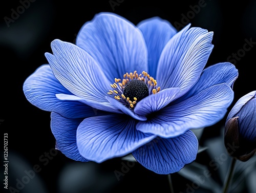 A close up of a blue flower with a black background