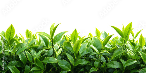 Image showcasing a vibrant tea plantation, lush green tea leaves against a black background.