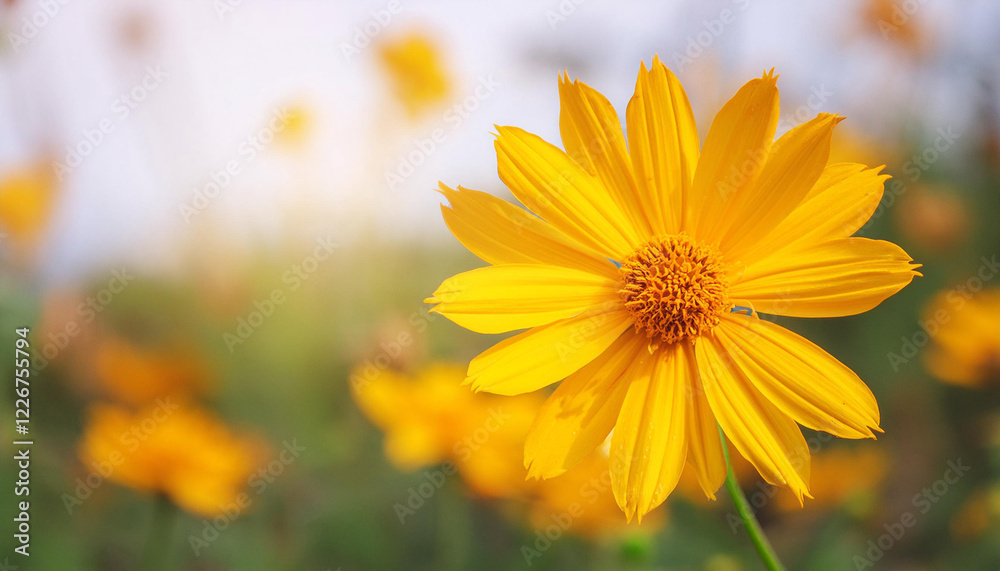 Fototapeta premium Close Up of a Yellow Flower in a Field and Copy Space
