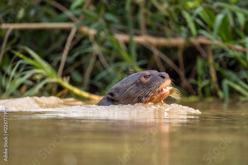 A giant otter swims with a fish in its mouth photo