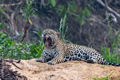 A jaguar is resting on the ground with its mouth wide open