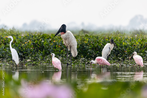 Birds of the Wetlands in Perfect Harmony photo