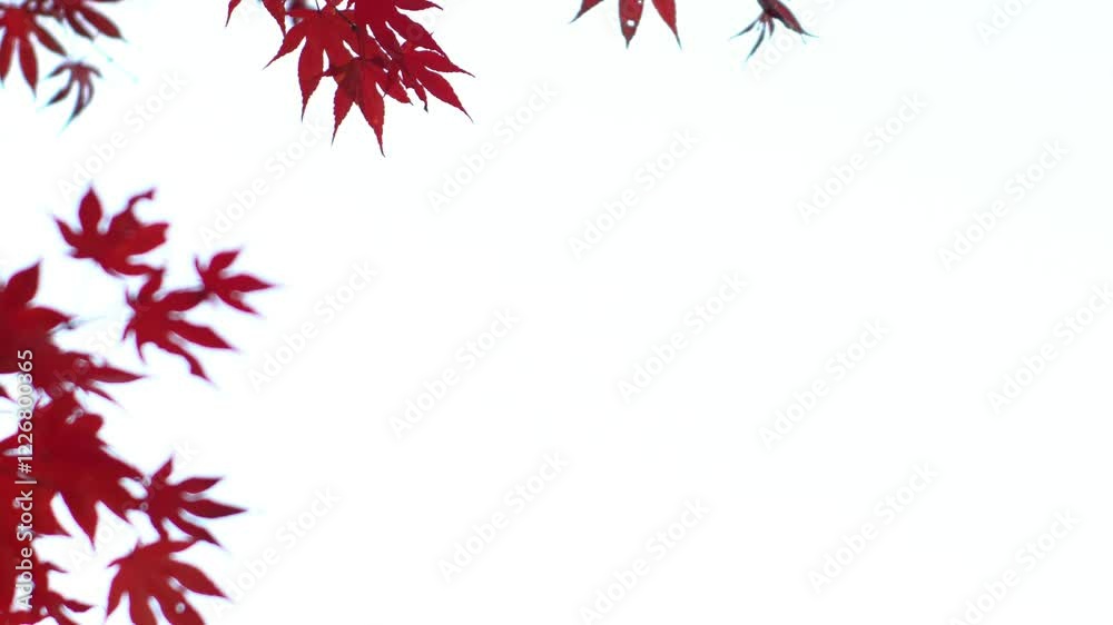 red maple leaves blowing in the wind on a white background