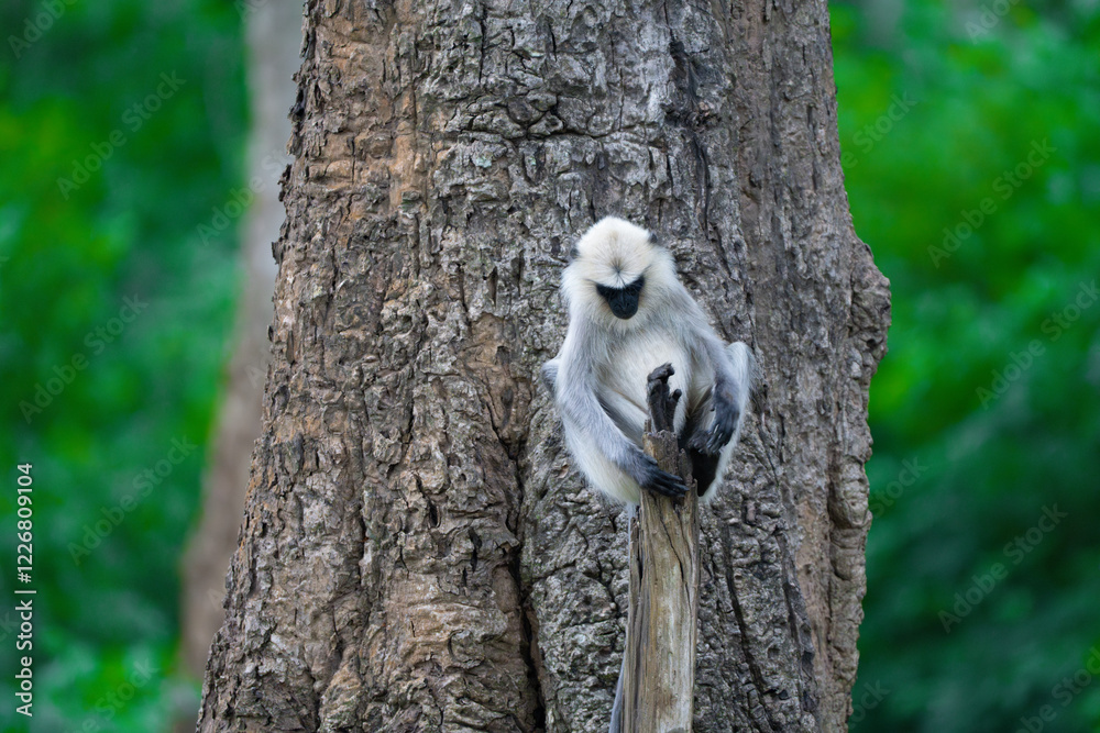 Obraz premium Langur