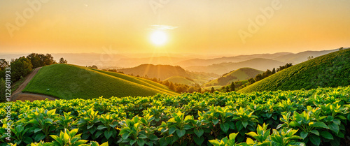 Vibrant green shoots on hillslope during sunset, nature's beauty photo