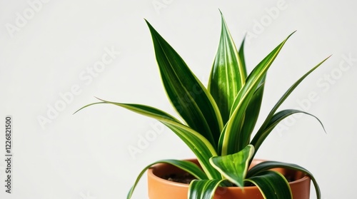 Dracaena Marginata Plant in Terracotta Pot photo