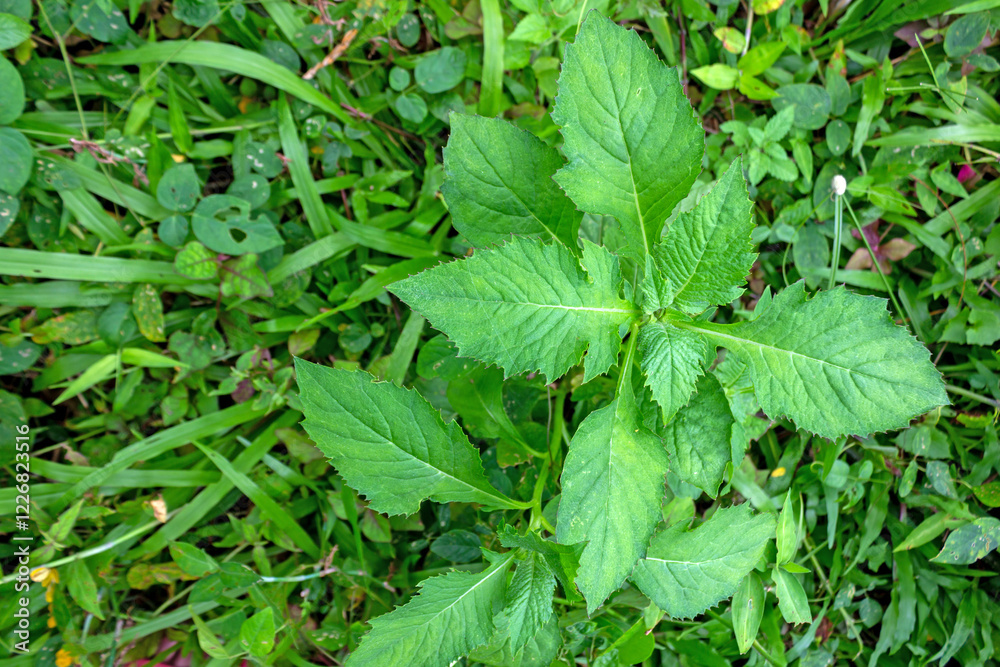 Ficus Septica - Medicinal Plant from the Moraceae Family for Detoxification and Digestive Health Ficus Septica - Medicinal Plant from the Moraceae Family for Detoxification and Digestive Health