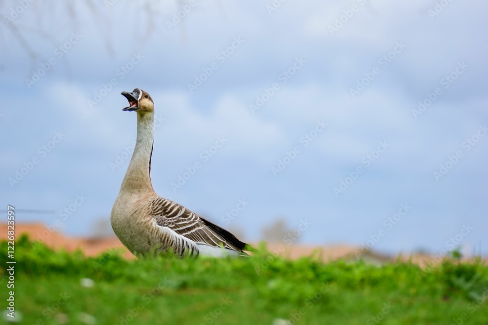 Goose on green grass under cloudy sky Goose on green grass under cloudy sky