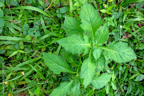 Wallpaper Mural Ficus Septica - Medicinal Plant from the Moraceae Family for Detoxification and Digestive Health Torontodigital.ca