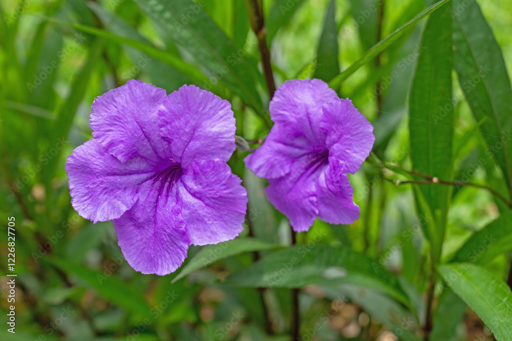 Vibrant Purple Flowers – Colorful Botanical Beauty in Close-Up Vibrant Purple Flowers – Colorful Botanical Beauty in Close-Up