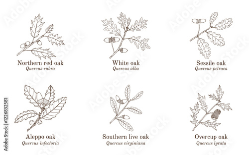 Set of different oak branches. Hand drawn vector illustration