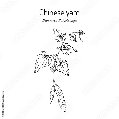 Chinese yam or cinnamon-vine (Dioscorea polystachya), edible and medicinal plant. Hand drawn vector illustration
