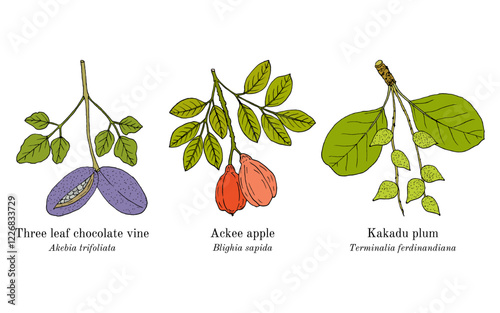 Collection of edible and medicinal plants