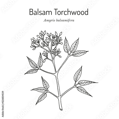 Balsam Torchwood (amyris balsamifera), medicinal plant. Hand drawn vector illustration
