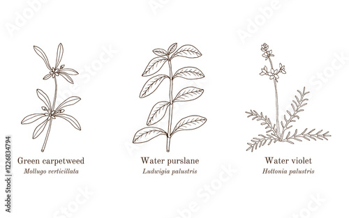 Collection of edible and medicinal plants