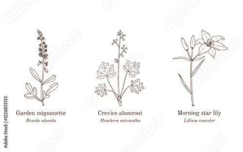 Collection of edible and medicinal plants