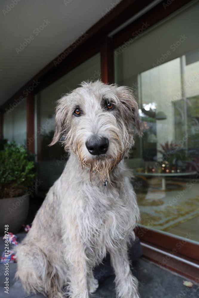 portrait of a dog portrait of a dog