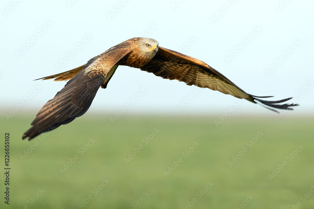 Red Kite flying in a Mediterranean pasture of grass, ash trees, oaks and pines with the last light of a winter day Red Kite flying in a Mediterranean pasture of grass, ash trees, oaks and pines with the last light of a winter day