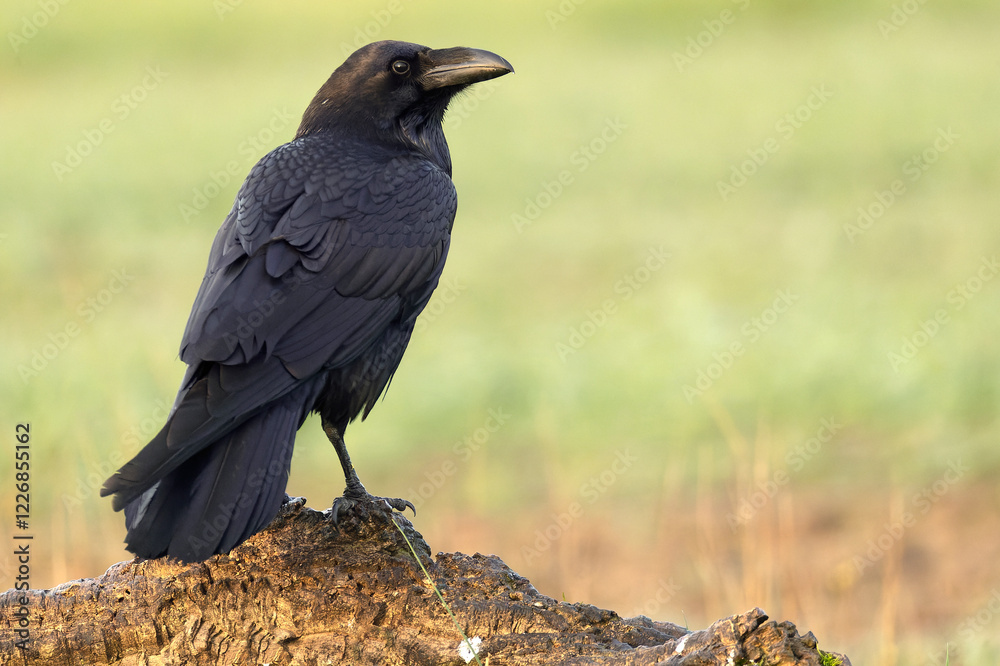Common raven on a cold winter day in a Mediterranean meadow with the first rays of sunrise Common raven on a cold winter day in a Mediterranean meadow with the first rays of sunrise