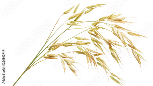 Oat plant with transparent background isolated