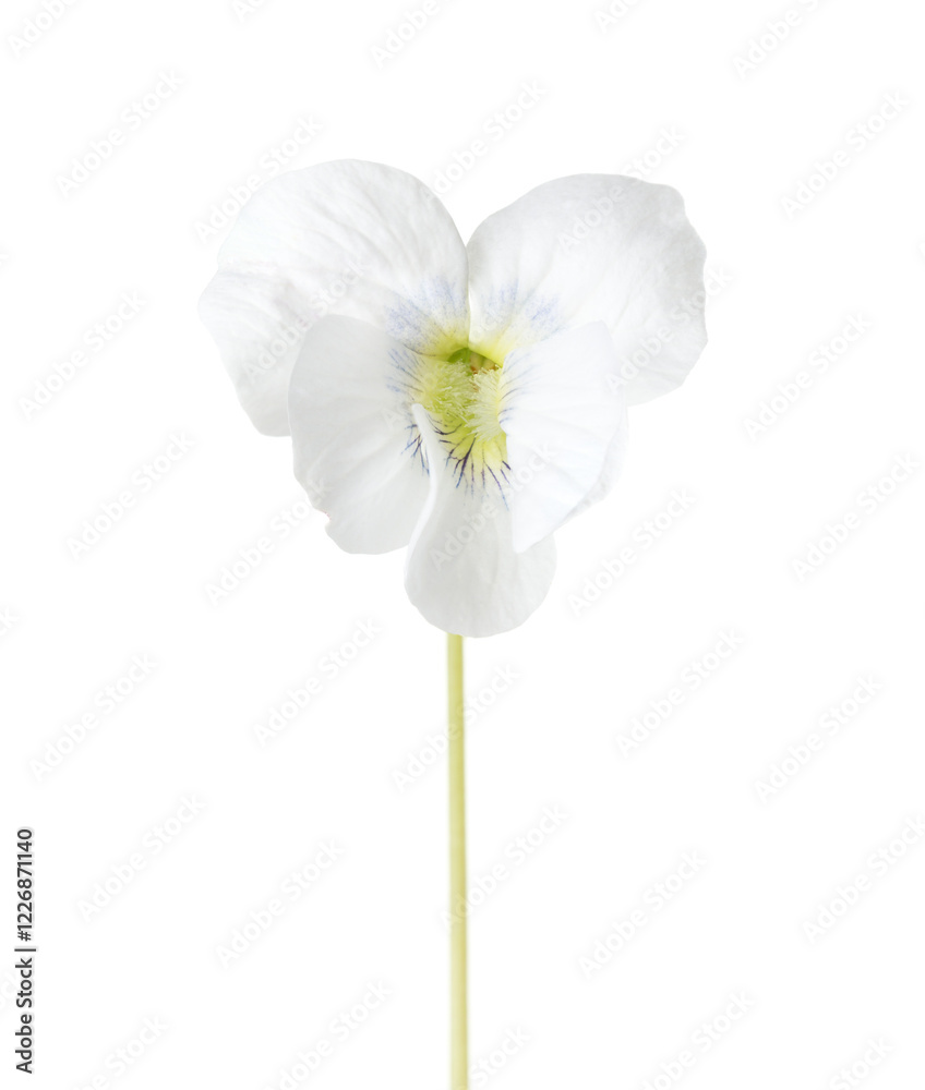 Flower of White Violet (Viola Alba) isolated on white background.