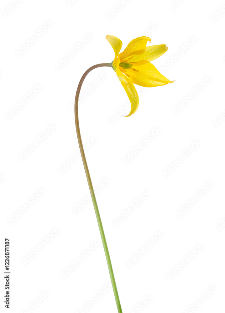 Yellow Wild Tulip flower isolated on white background. Tulipa sylvestris