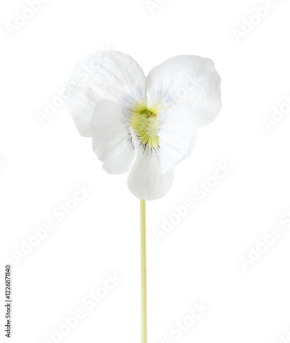 Flower of White Violet (Viola Alba) isolated on white background.