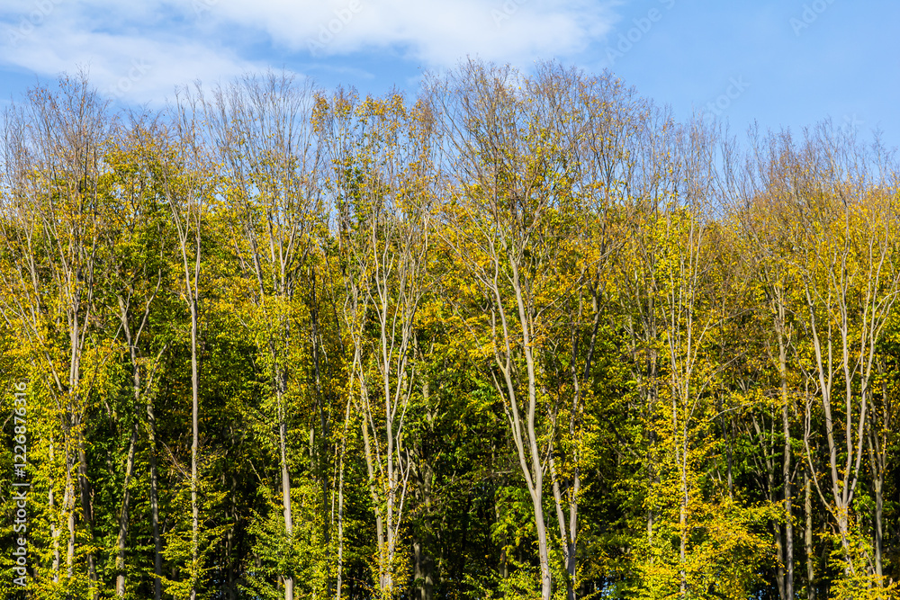 Colorful autumn trees contrasted against a bright blue sky in a serene forest setting during the fall season Colorful autumn trees contrasted against a bright blue sky in a serene forest setting during the fall season