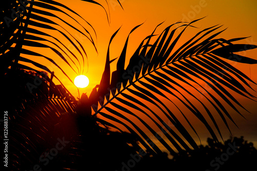 Valokuva palmier et soleil couchant