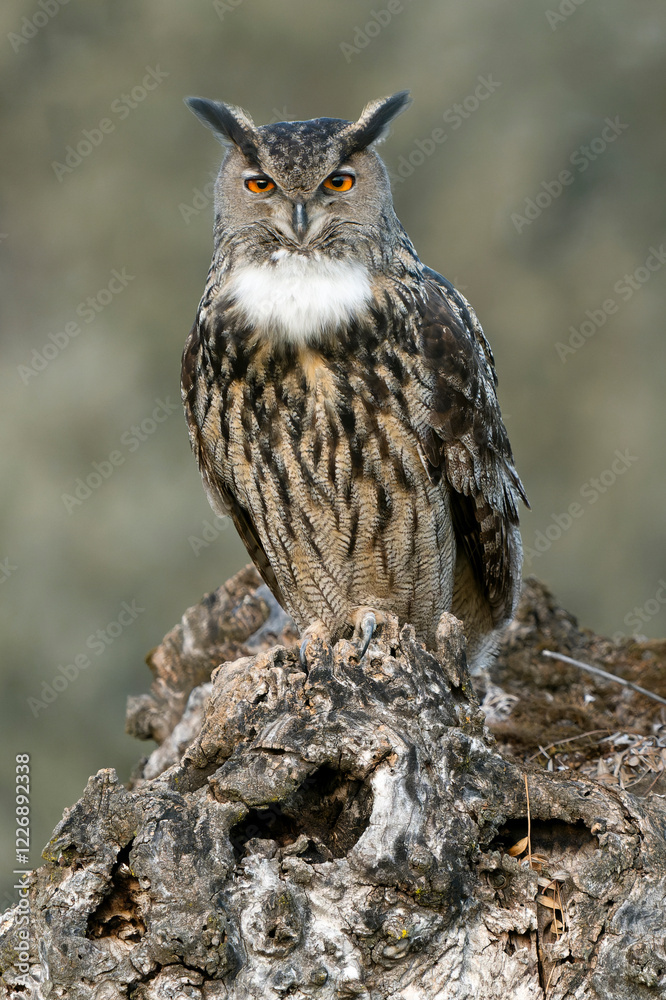 Fototapeta premium Male Eurasian Eagle Owl at his favourite hunting perch in the last light of day before going hunting on a cold winter day in a Mediterranean meadow