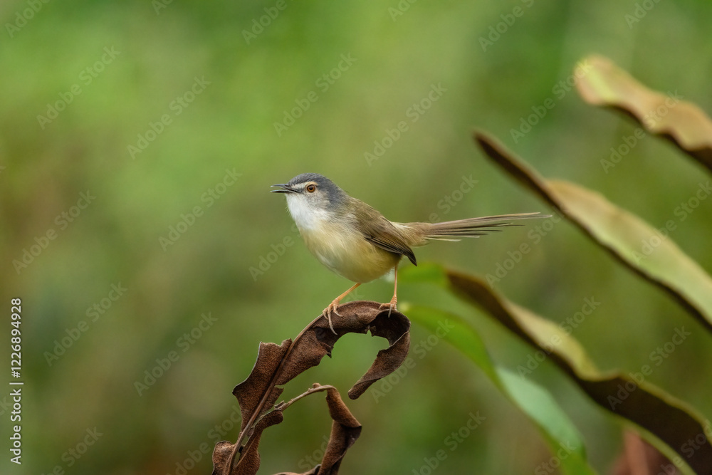 Fototapeta premium yellow-bellied prinia 001