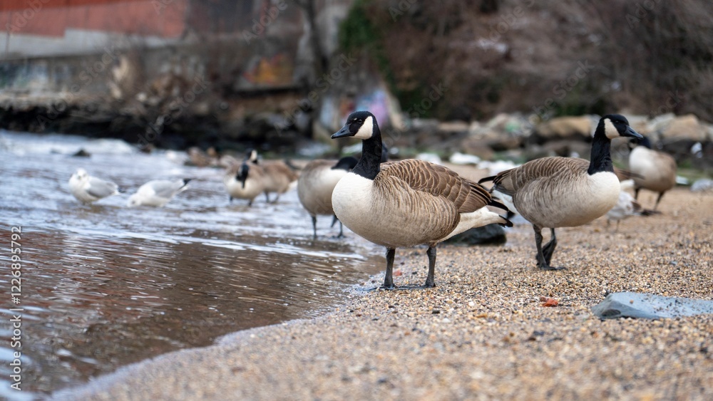 Canadian geese and seagulls by a riverbank. Canadian geese and seagulls by a riverbank.