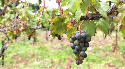 Wallpaper Mural Close-Up of Ripe Grapes Hanging on a Vineyard Vine. generator AI Torontodigital.ca
