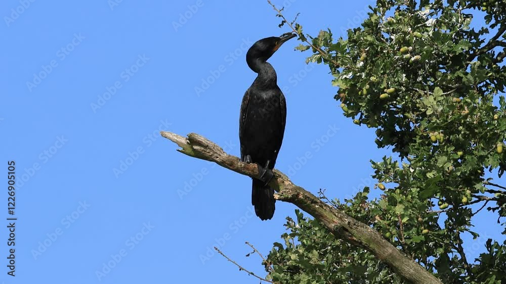 beautiful cormorant with turquoise eyes on a branch, green leaves in the background, cormorant looking around, large black bird looking around beautiful cormorant with turquoise eyes on a branch, green leaves in the background, cormorant looking around, large black bird looking around