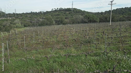 Green vineyard landscape near barcelona, featuring rows of grapevines, rolling hills, and electricity pylons stretching across verdant agricultural terrain under cloudy mediterranean sky photo