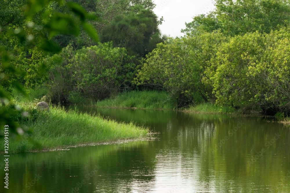 Lush greenery surrounds a calm, reflective pond. Thick foliage frames the water, with tall grasses lining the edge. The scene is peaceful and secluded, emphasizing nature's tranquility. Lush greenery surrounds a calm, reflective pond. Thick foliage frames the water, with tall grasses lining the edge. The scene is peaceful and secluded, emphasizing nature's tranquility.