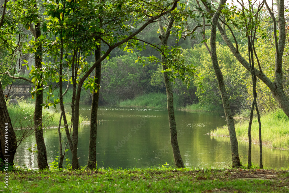 Lush greenery surrounds a calm, reflective pond. Thick foliage frames the water, with tall grasses lining the edge. The scene is peaceful and secluded, emphasizing nature's tranquility. Lush greenery surrounds a calm, reflective pond. Thick foliage frames the water, with tall grasses lining the edge. The scene is peaceful and secluded, emphasizing nature's tranquility.