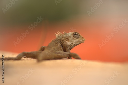 Staring into the unknown—this garden lizard is full of mystery and charm.