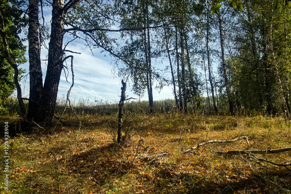 Mixed Grove on a Clear Day in Early Autumn Mixed Grove on a Clear Day in Early Autumn