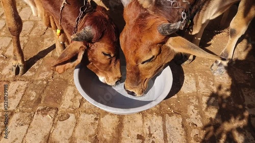 Sahiwal and gyr cattle drinking water from a bucket.Zebu cattle young Indian cow sahiwal breed