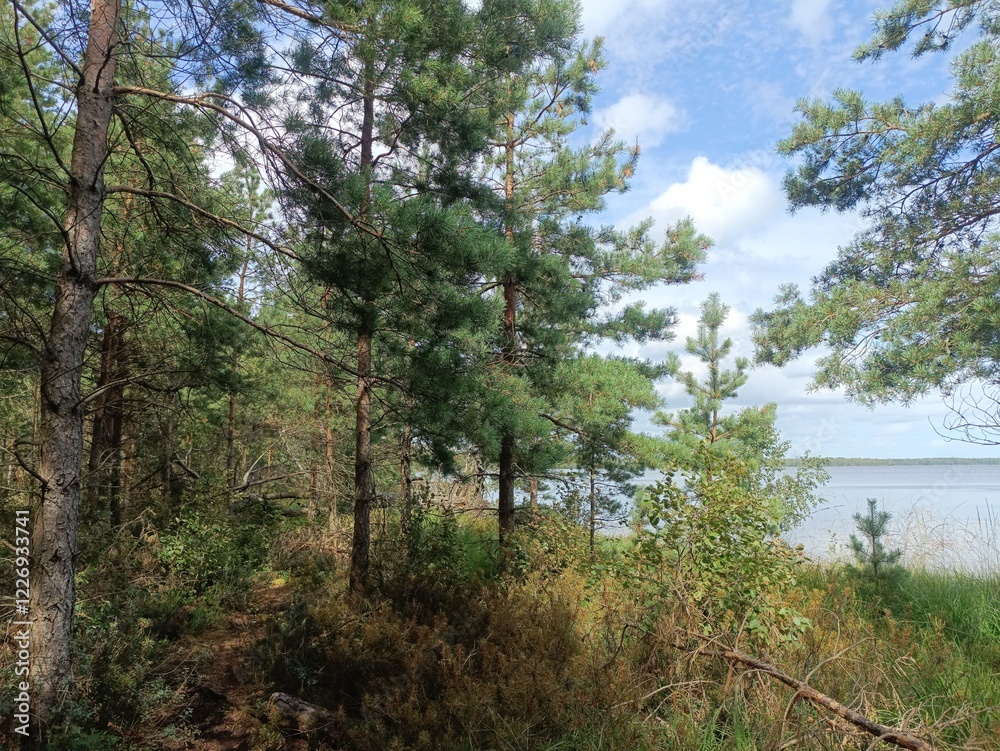 Rekyva forest and lake during sunny summer day. Pine and birch tree woodland. Bushes are growing in woods. Wavy lake.Sunny day with white and gray clouds in sky. Summer season. Nature. Rekyvos miskas. Rekyva forest and lake during sunny summer day. Pine and birch tree woodland. Bushes are growing in woods. Wavy lake.Sunny day with white and gray clouds in sky. Summer season. Nature. Rekyvos miskas.
